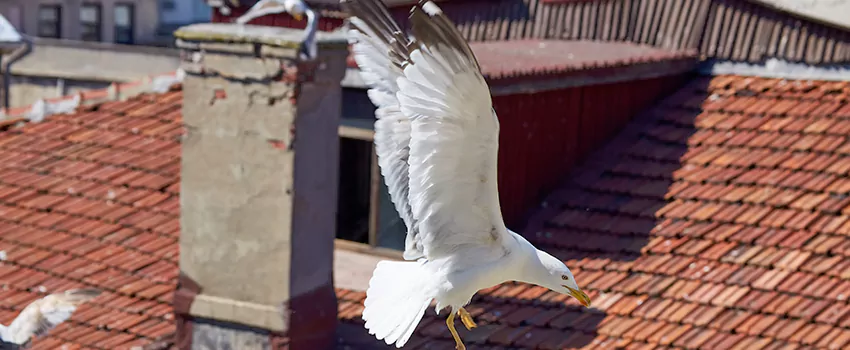 Residential Chimney Animal Removal Solution in Cranston, RI